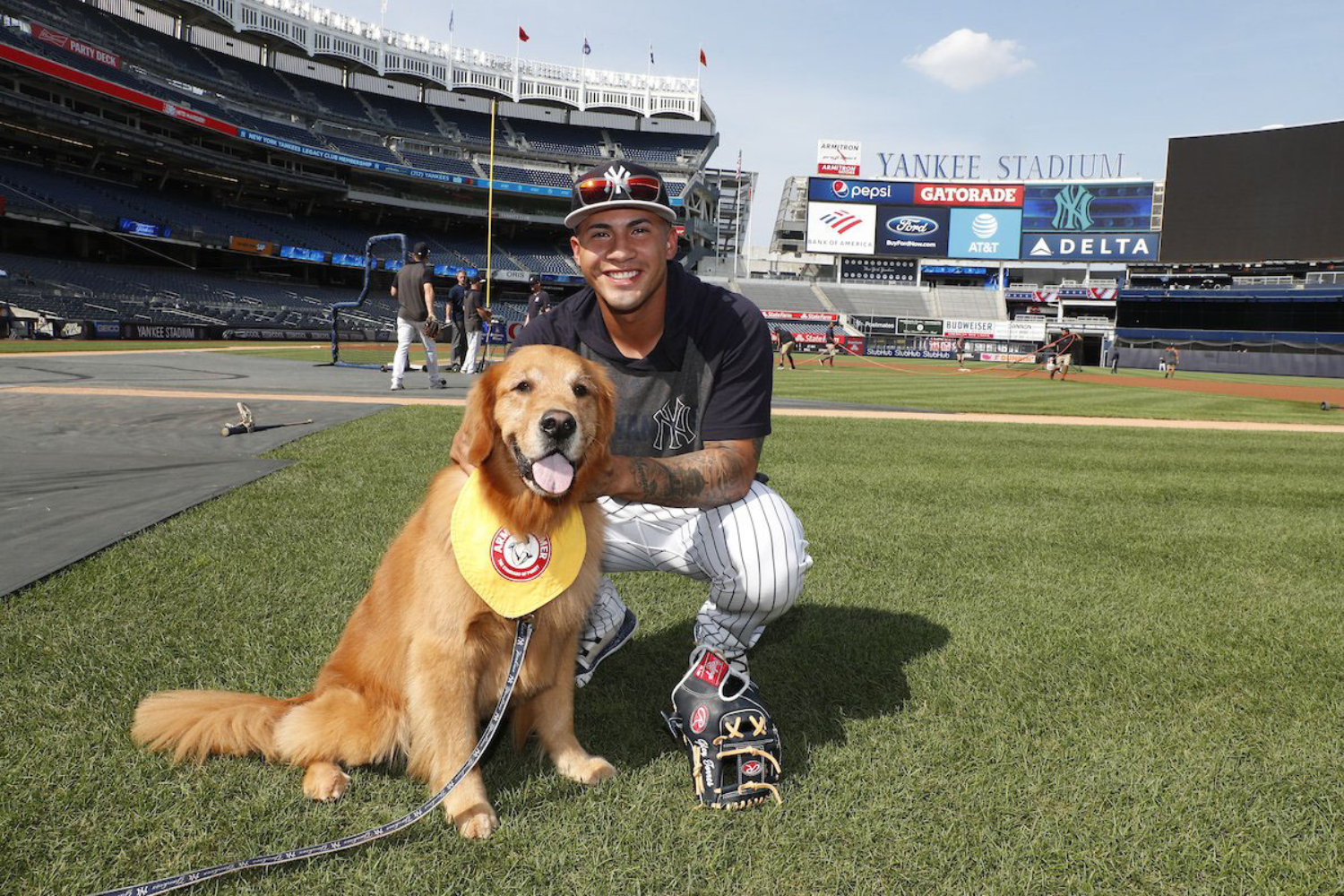Rookie the bat fetching dog with Aaron Judge : r/dogswithjobs