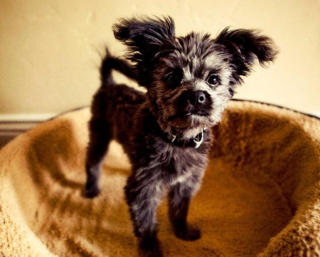 Yorkipoo - Yorkshire Terrier and Poodle