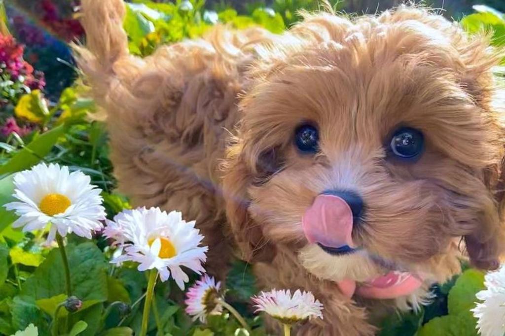 Cavapoo - Cavalier King Charles Spaniel and Poodle mix