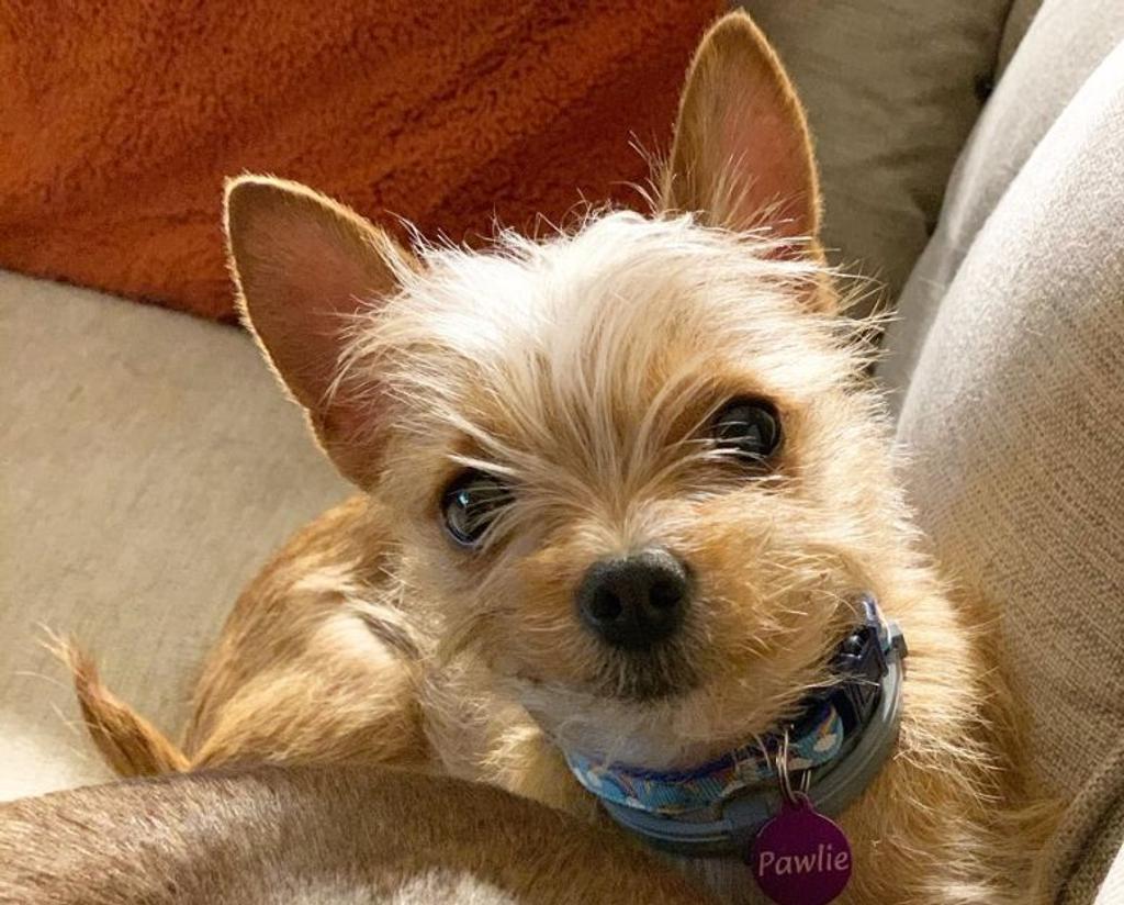 Chorkie - Chihuahua and Yorkshire Terrier