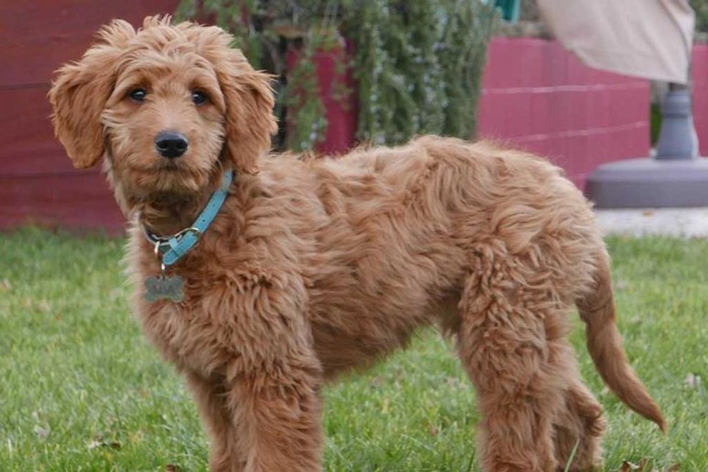 Goldendoodle - Golden Retriever and Poodle
