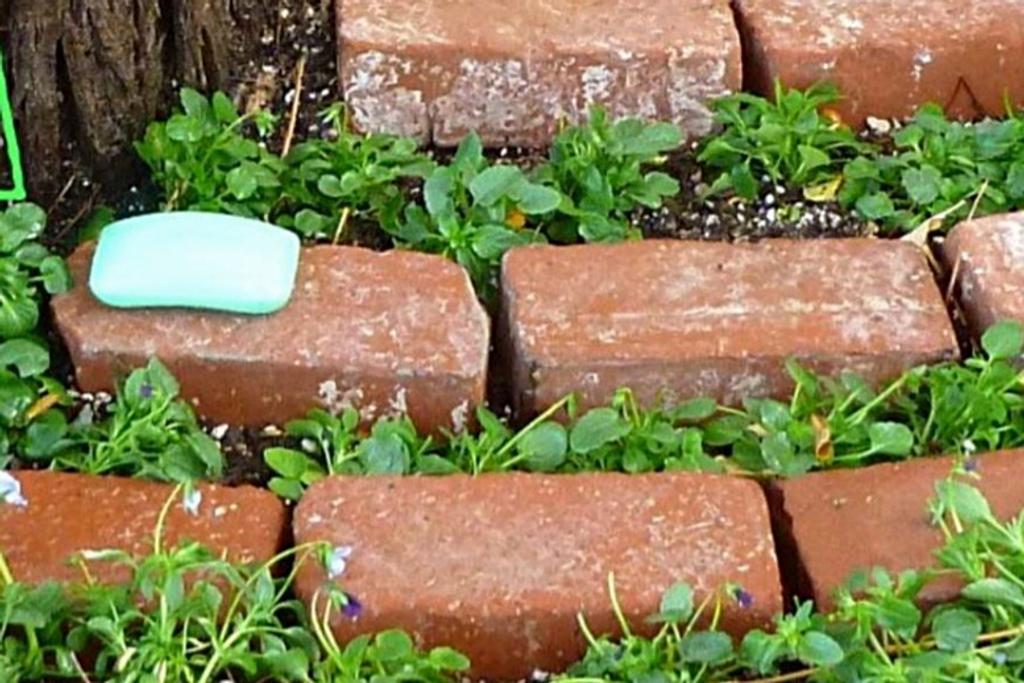 DIY Garden Soap Hack