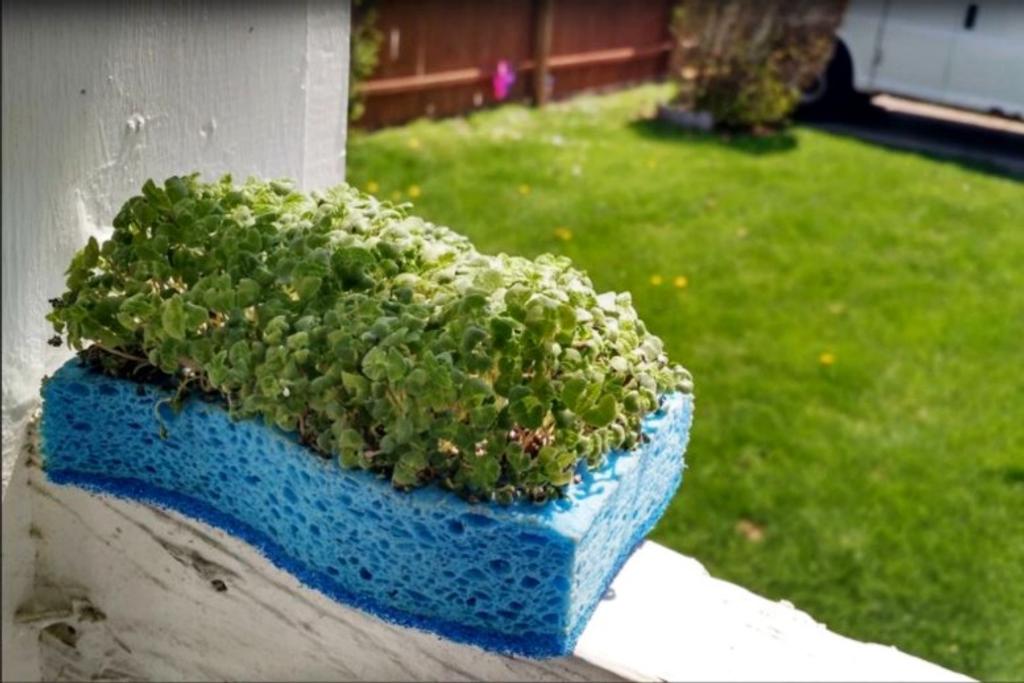 DIY Garden Sponge Diaper 