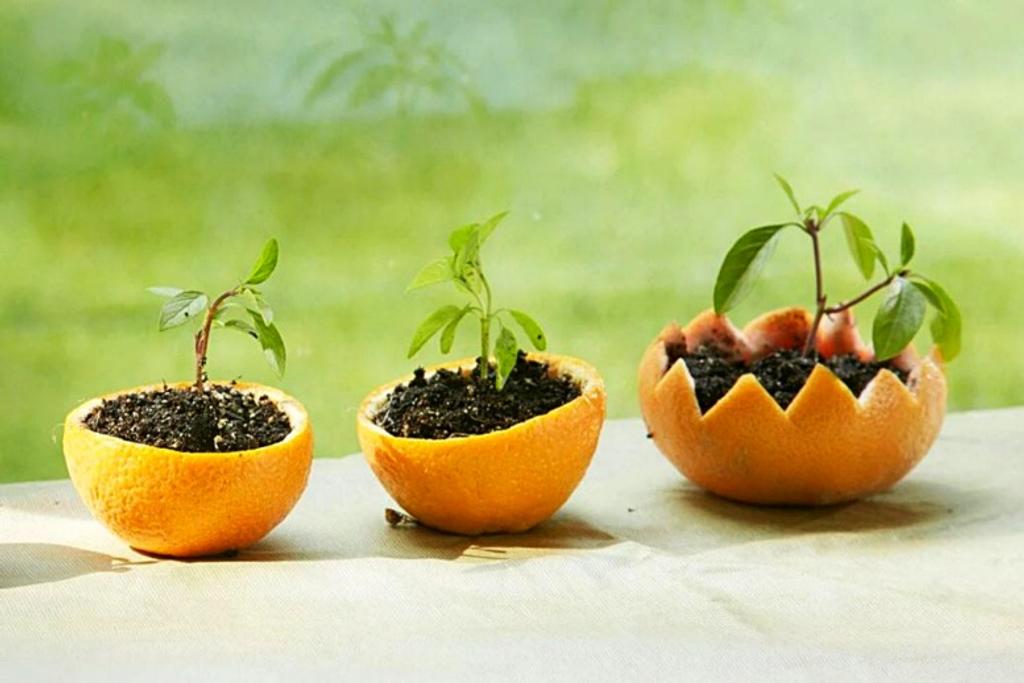 DIY Garden Citrus Planter