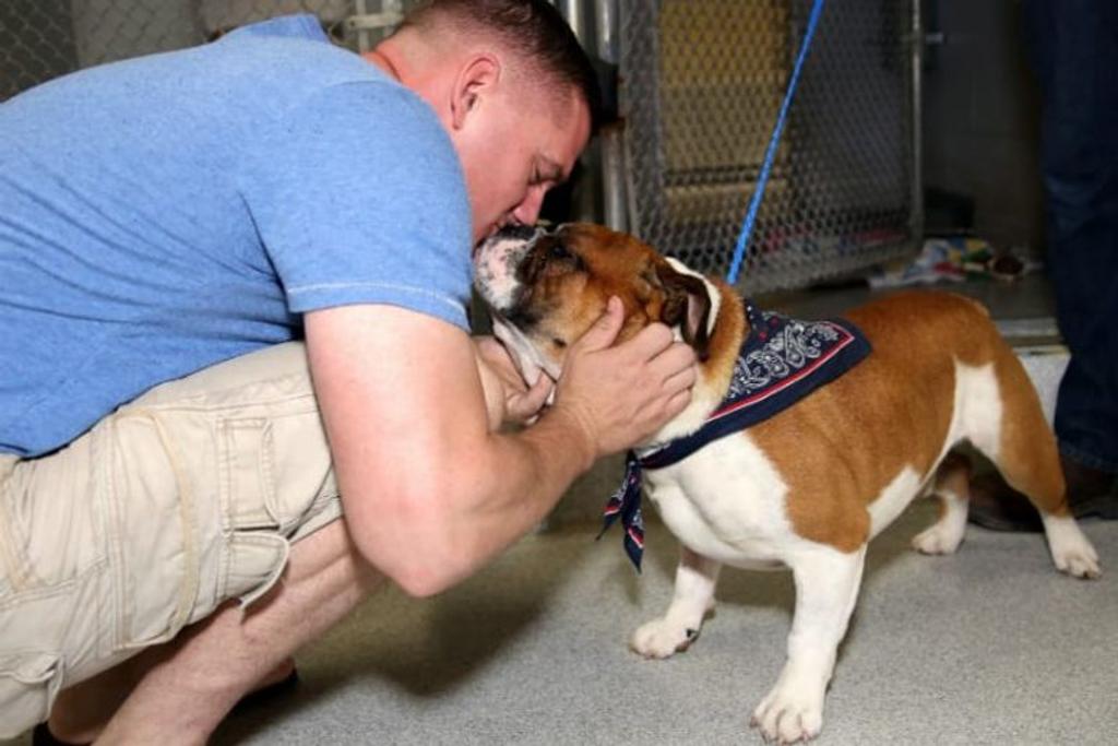 Marine petting bulldog heartful