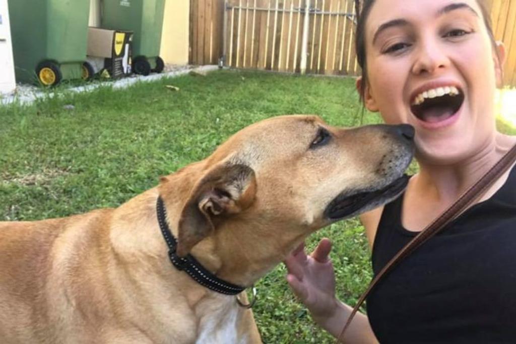 licking dog smiling owner