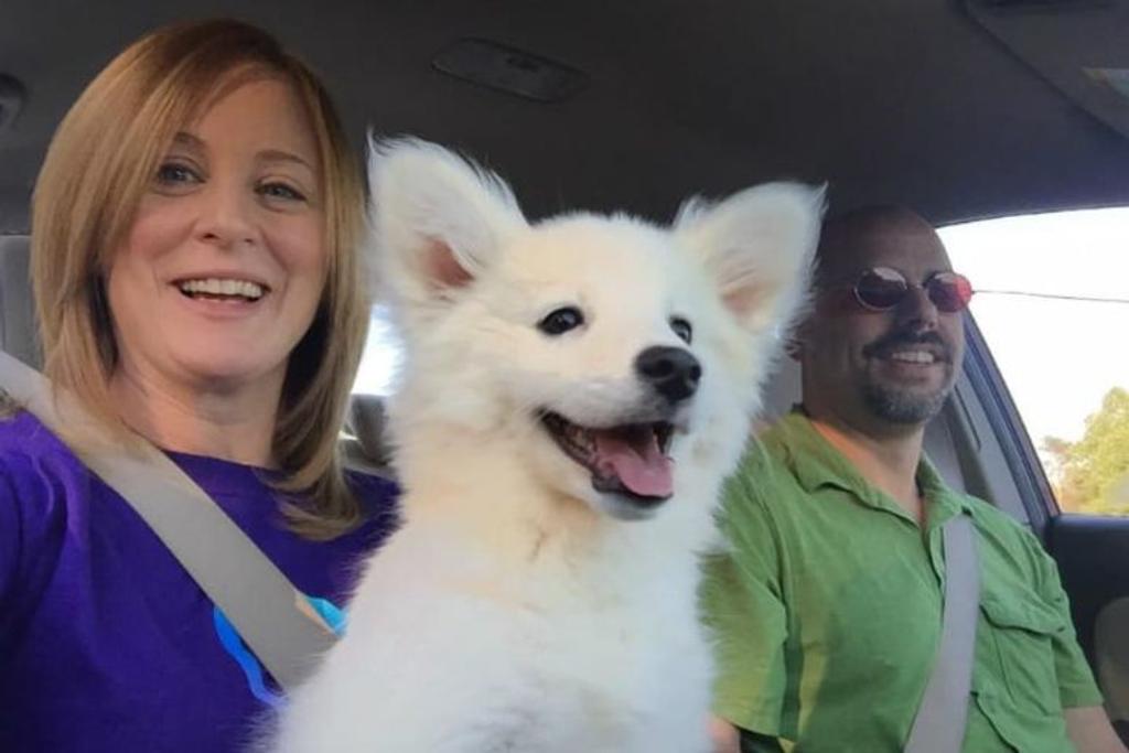 Dog family selfie together