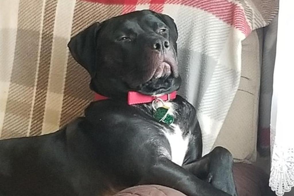 Contempt dog resting squinting