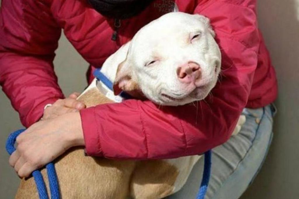 Dog joyful after adoption