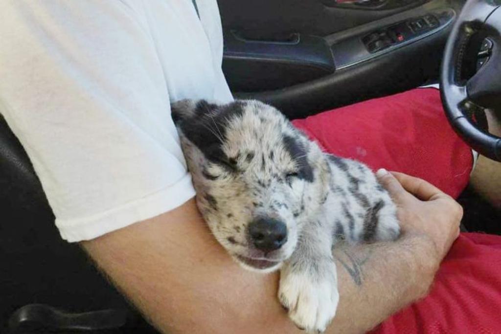 Sleepy doggie on arm