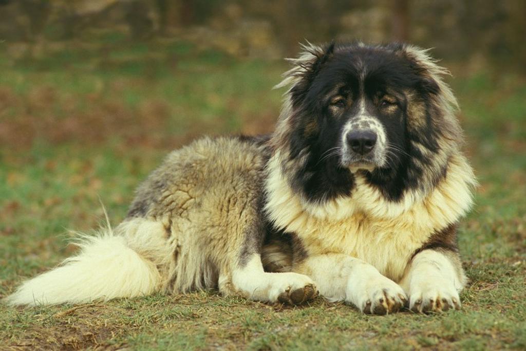 Caucasian Shepherd Dangerous Dog