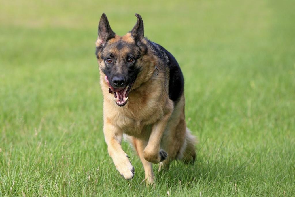 Dangerous Dog German Shepherd