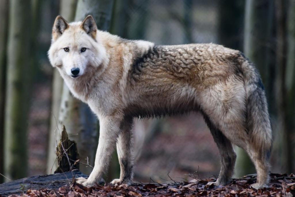 Dangerous Breed Wolf Dog
