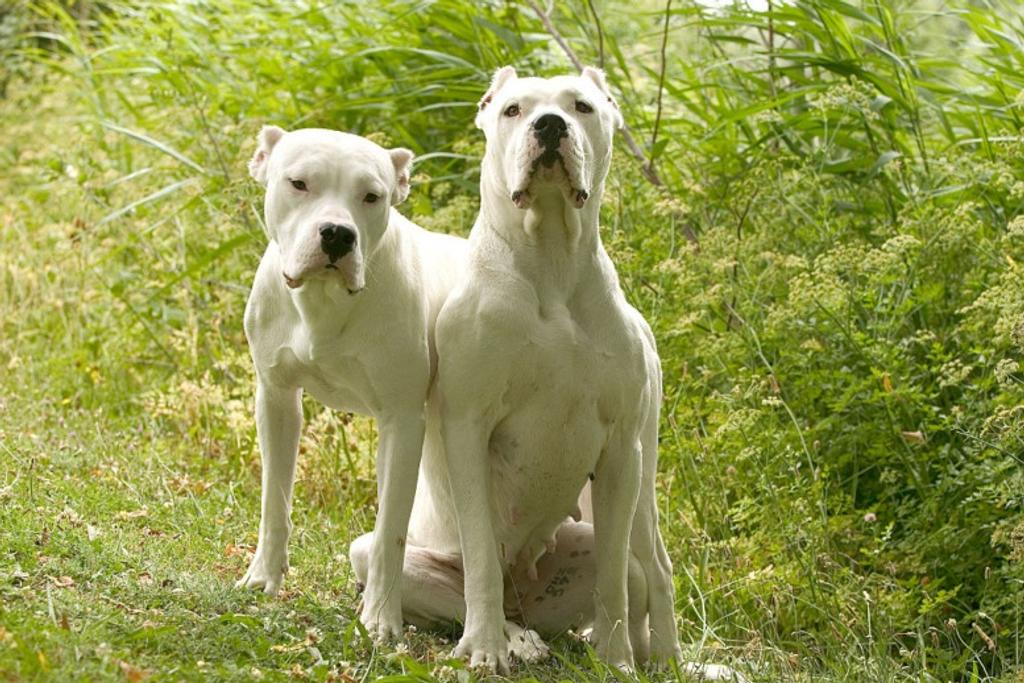 Dogo Argentino Dangerous Breed