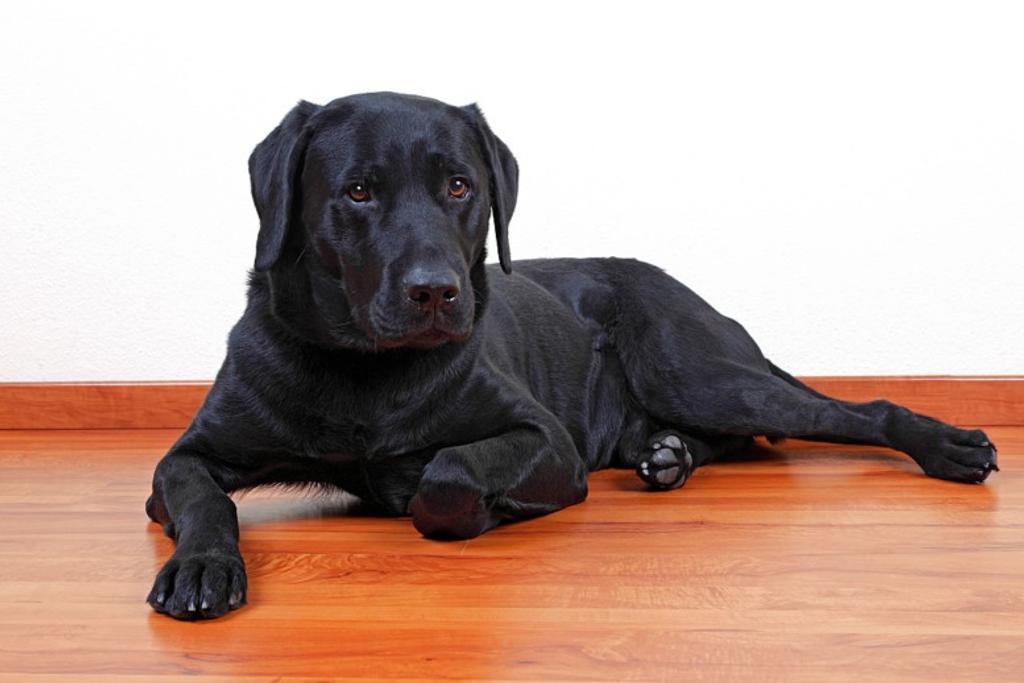 Dangerous Breed Dog Labrador
