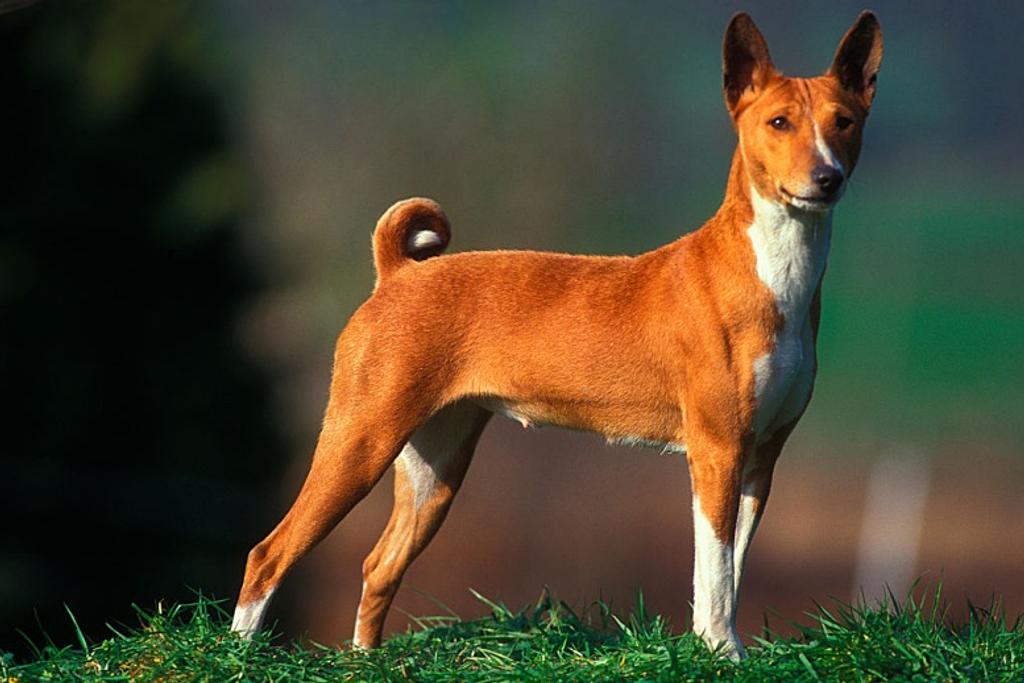 Basenji Dangerous Dog Breed
