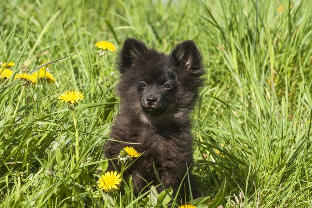 Pomeranian Puppy Sweet Personality