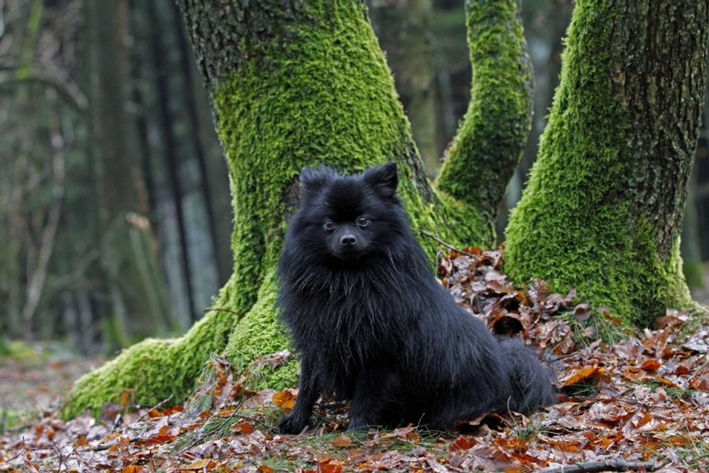Adult Pomeranian Dog Personality 
