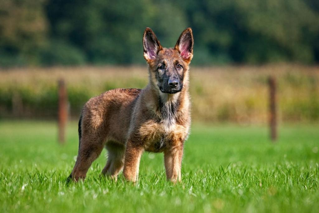 German Shepherd Puppy Personality 