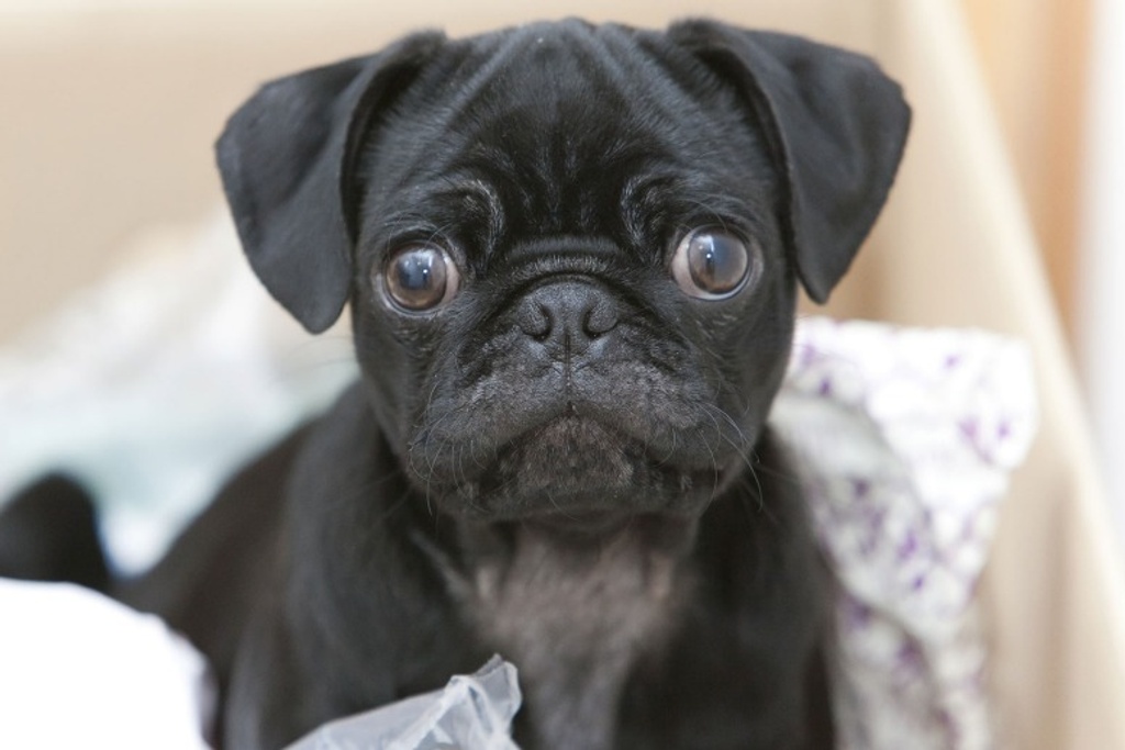 Pug Puppy Personality Type