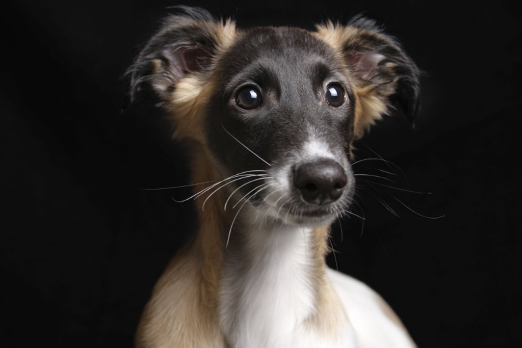 Greyhound Puppy Independent Dog