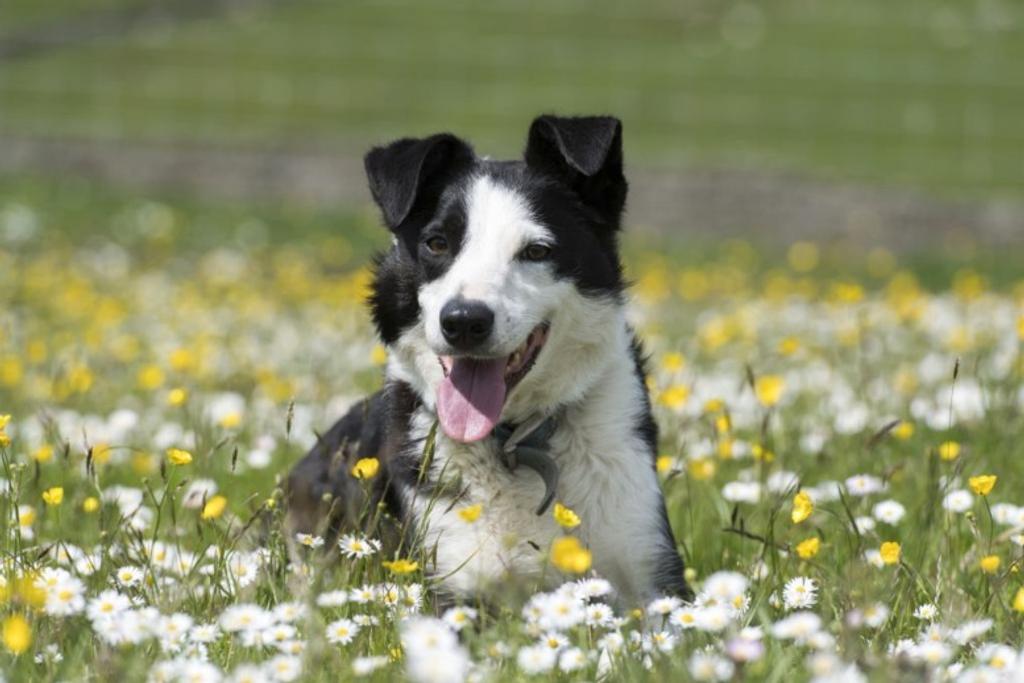 Grown Collie Personality Type