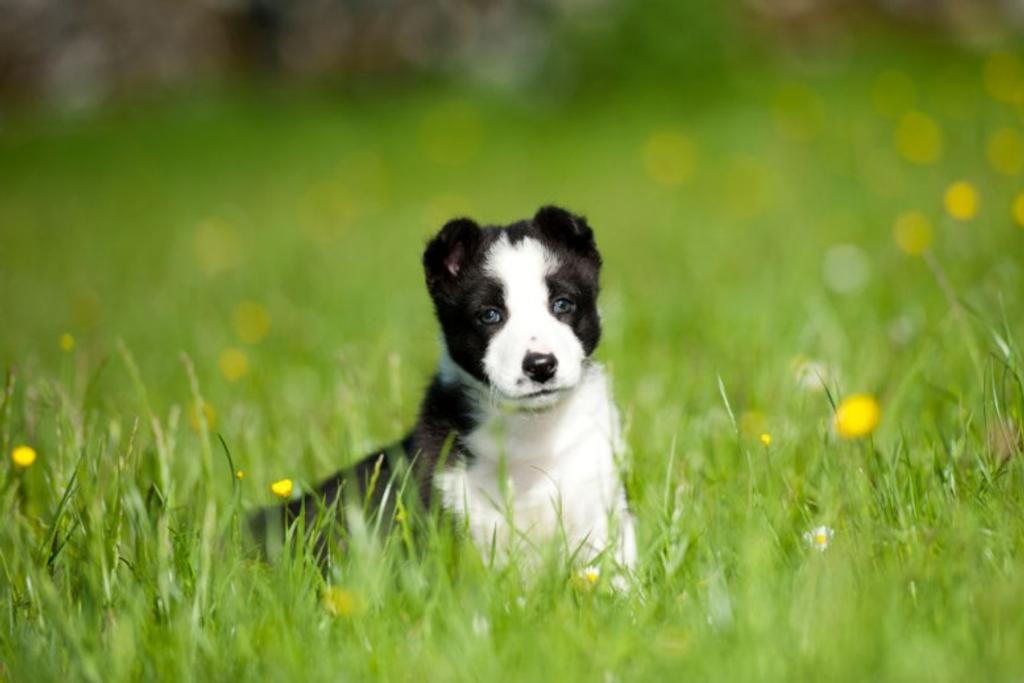 Hardworking Collie Puppy Personality 