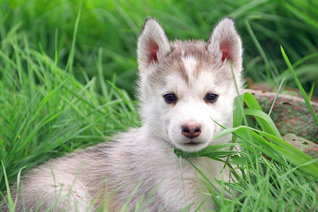 Loyal Husky Puppy Personality 