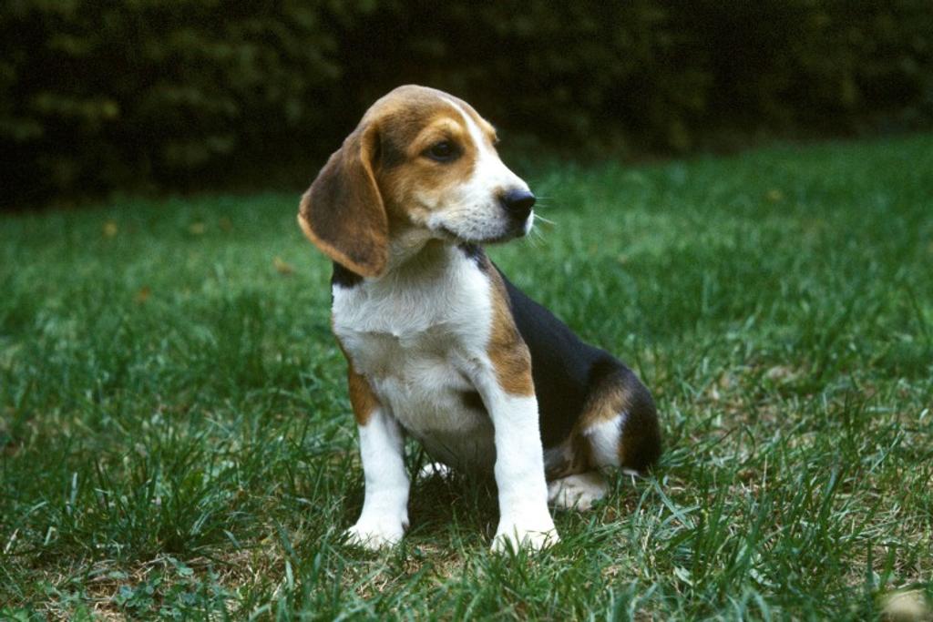 Loyal Puppy Beagle Personality