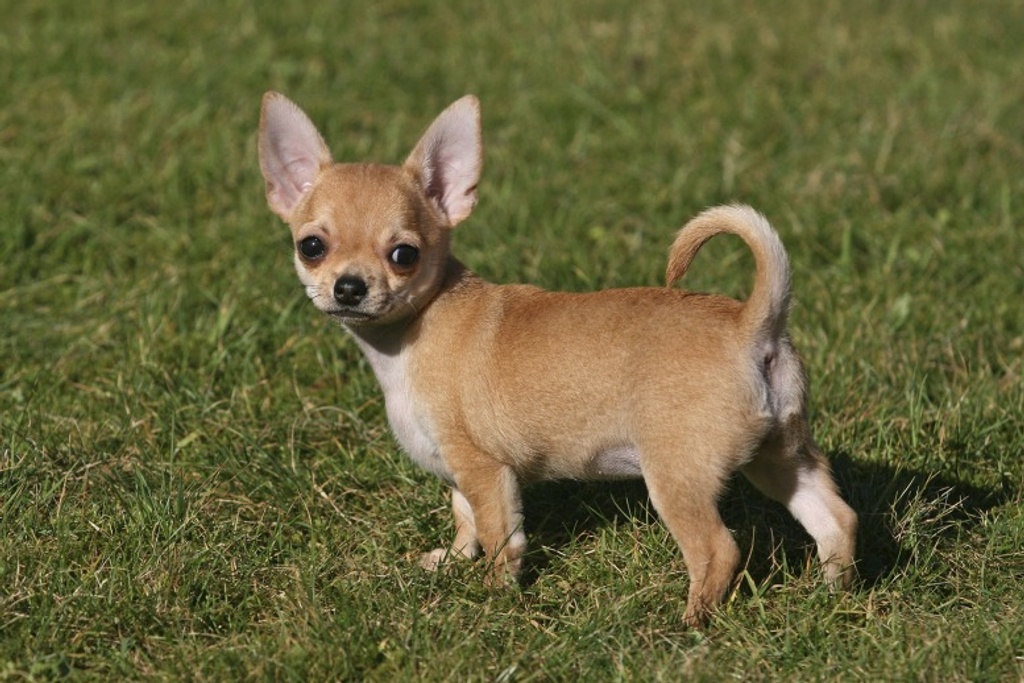 Chihuahua Puppy Sassy Personality