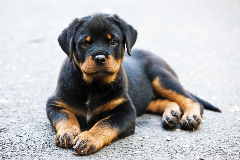 Rottweiler Puppy Protecting Traits