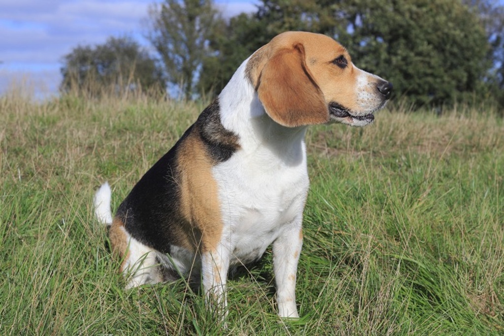 Beagle Adult Personality Traits