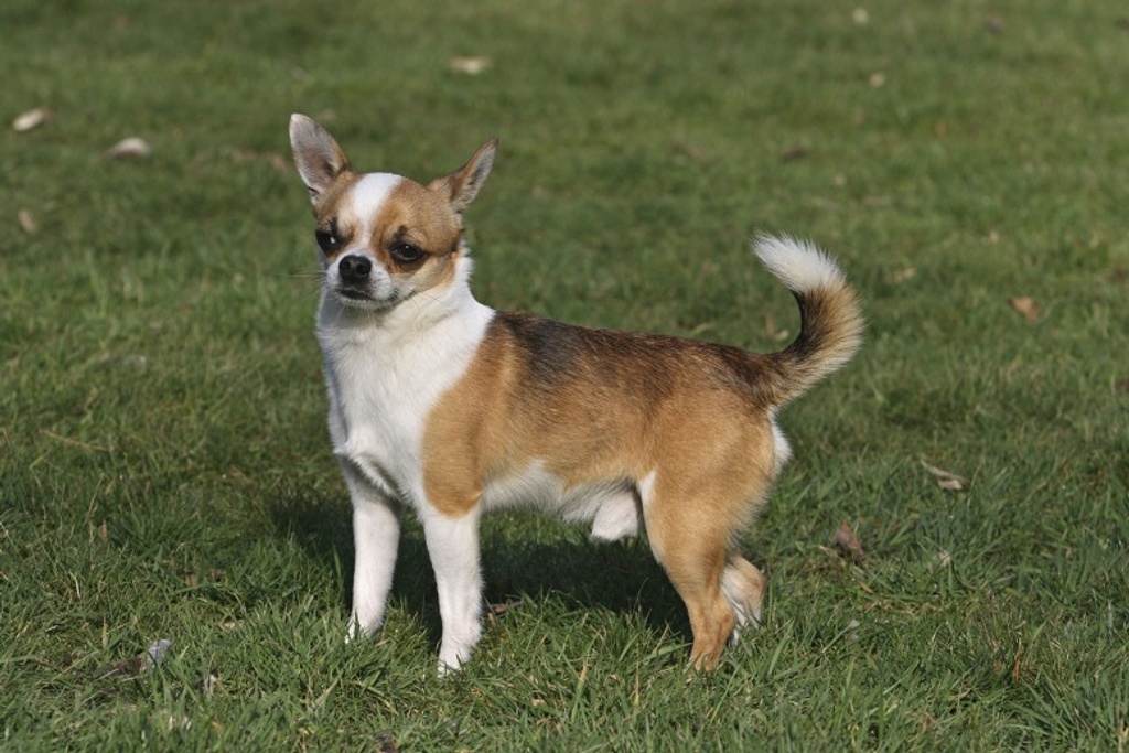 Adult Chihuahua Sassy Dog