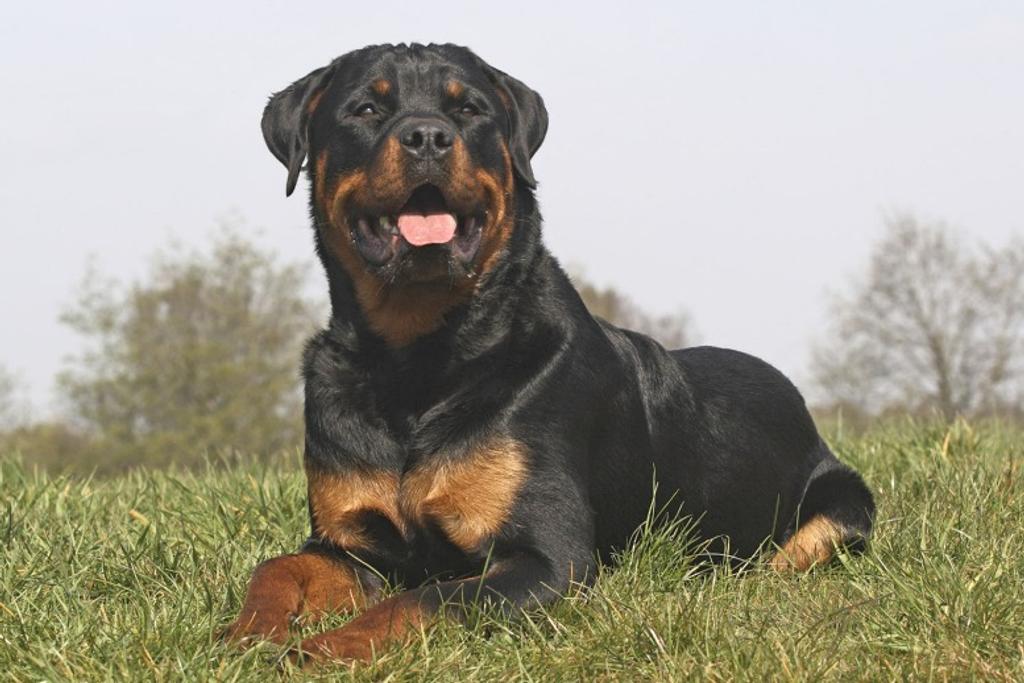 Adult Rottweiler Personality Traits