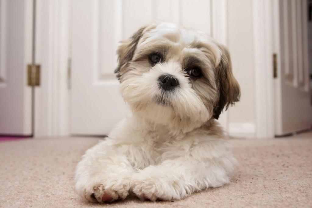 Shih Tzu Relaxed Personality