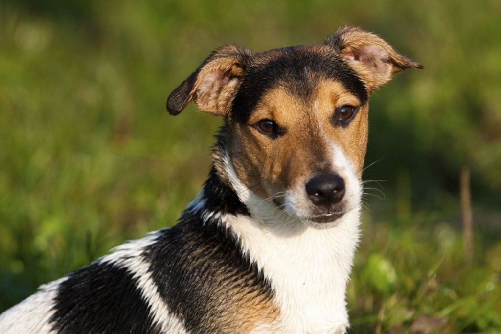 Adult Jack Russell Terrier