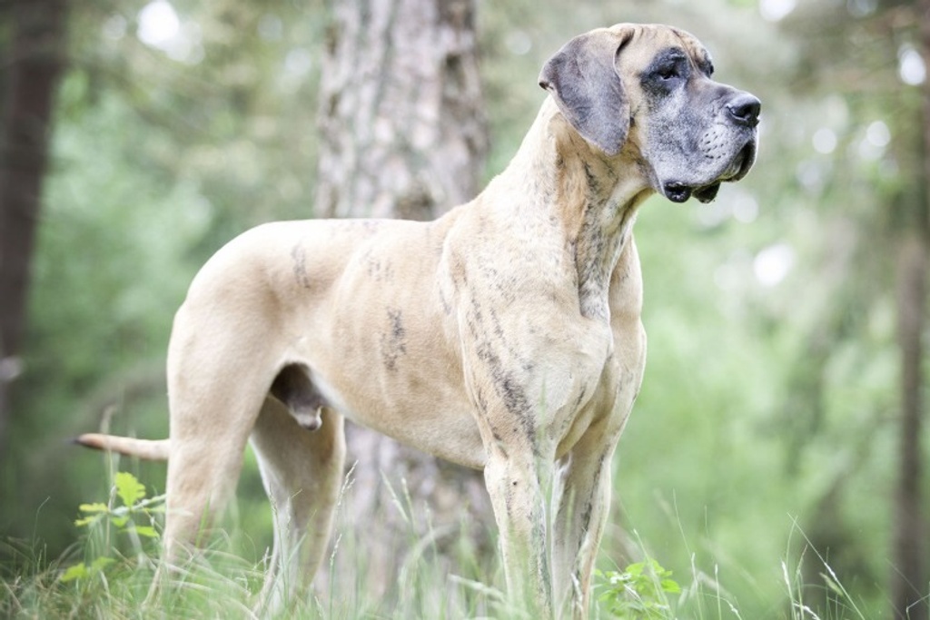 Great Dane Adult Personality
