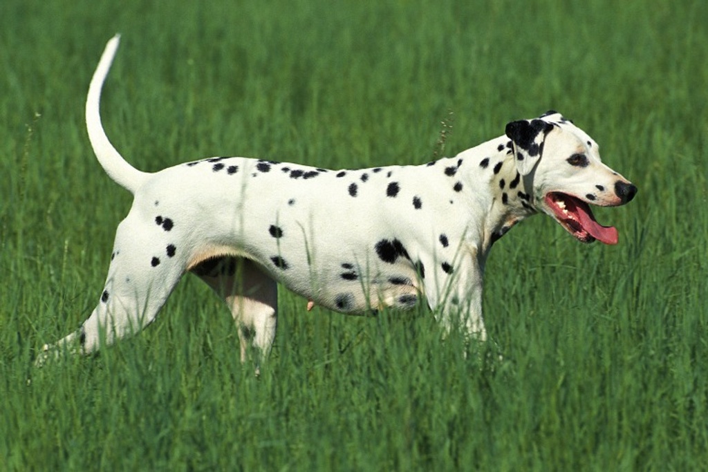 Adult Dalmatian Personality Traits