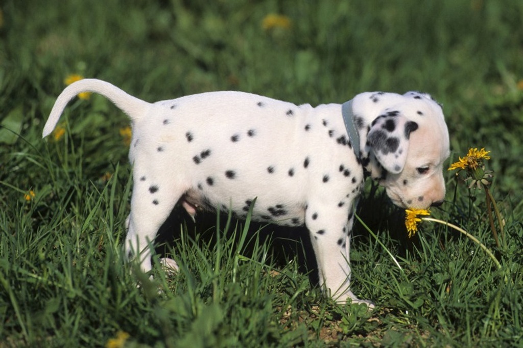 Dalmatian Puppy Energetic Personality