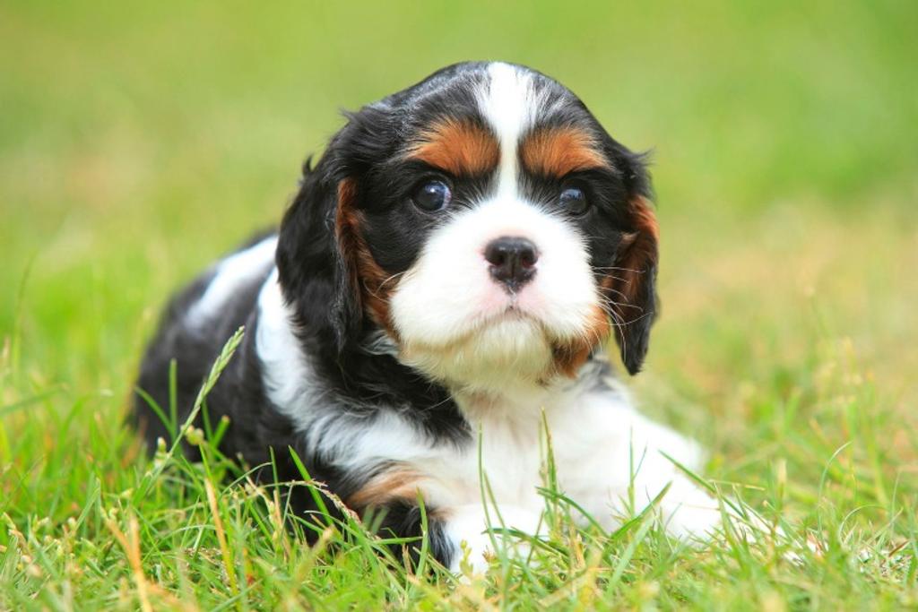 Cavalier King-Charles Spaniel Puppy