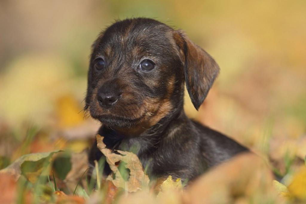 Dachshund Puppy Clever Personality
