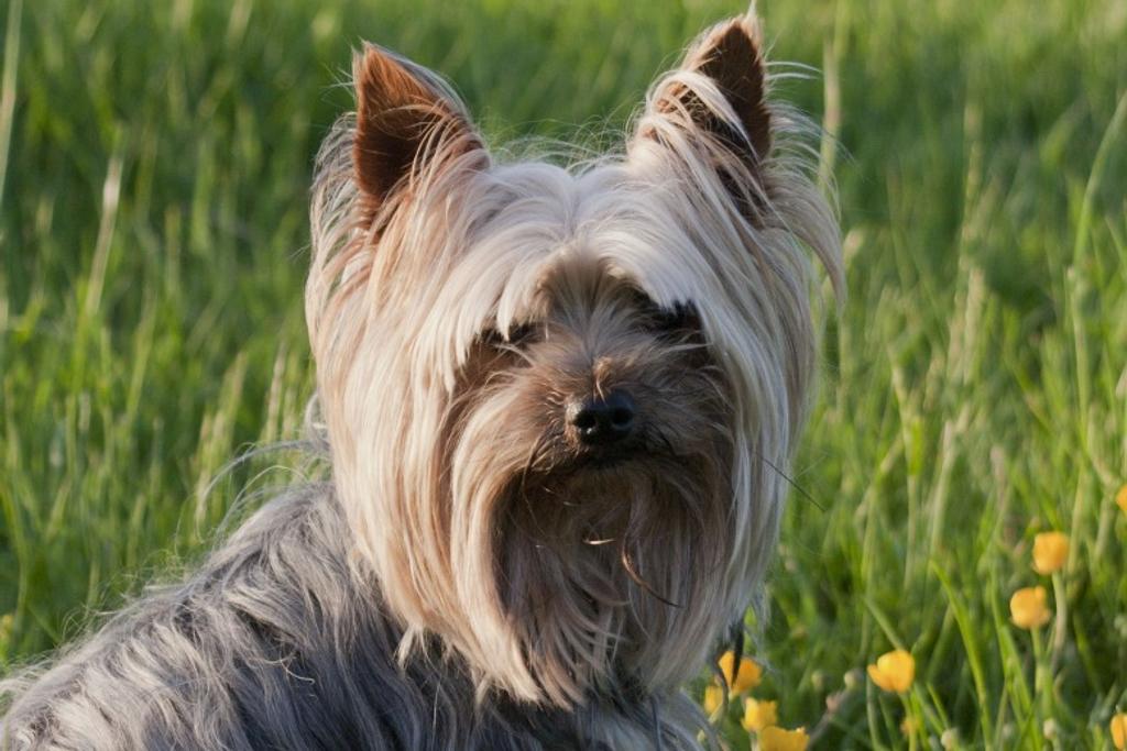 Adult Yorkshire Terrier Personality