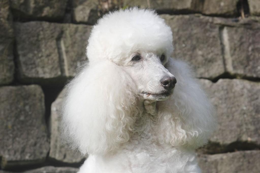 Adult Poodle Personality Traits