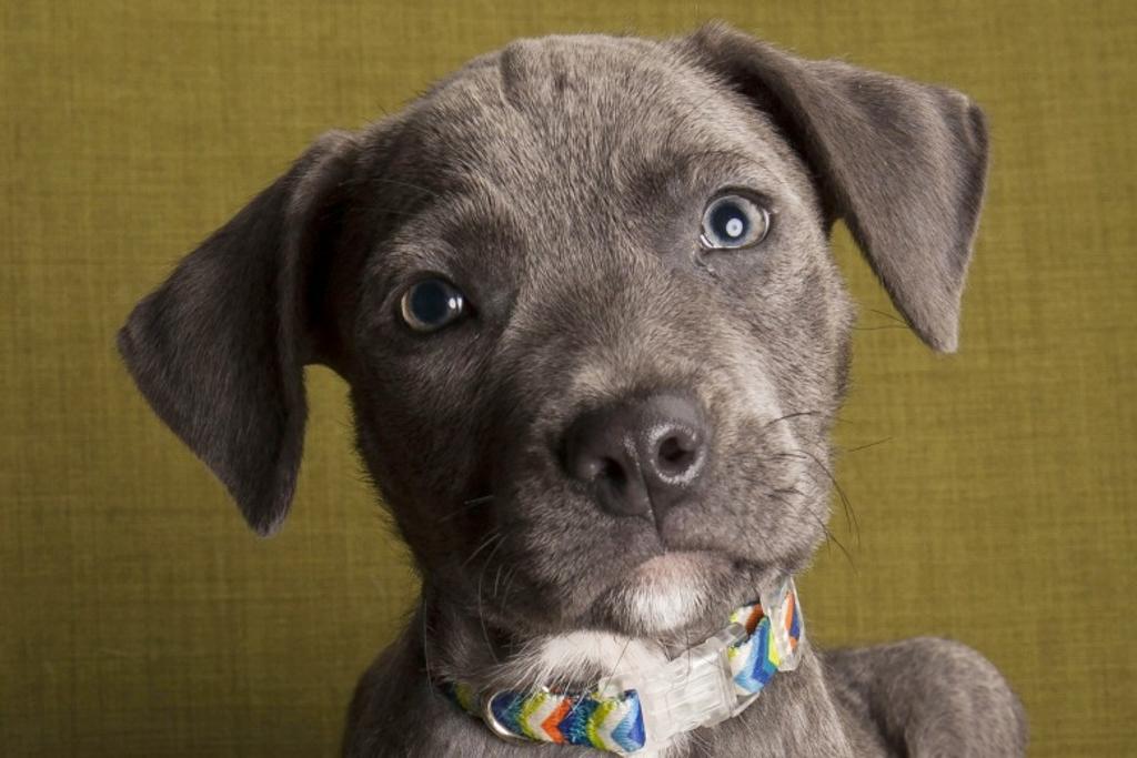 Pit Bull Puppy Personality