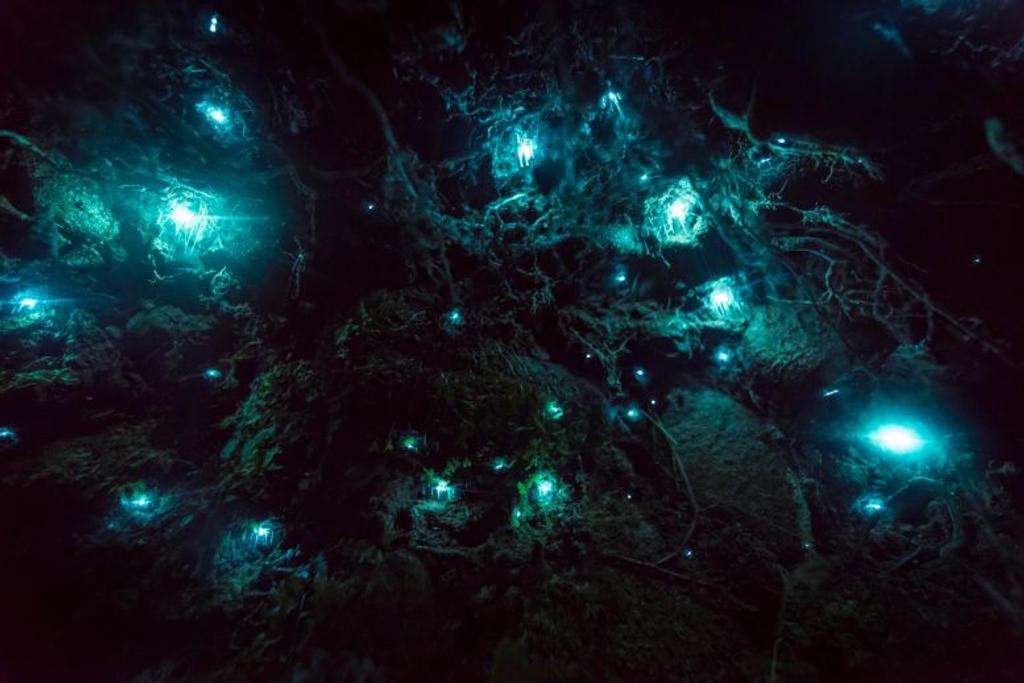 Glow worm cave discoveries