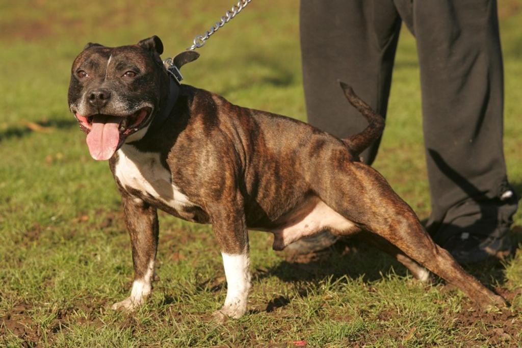 Dog Breed Staffordshire Terrier