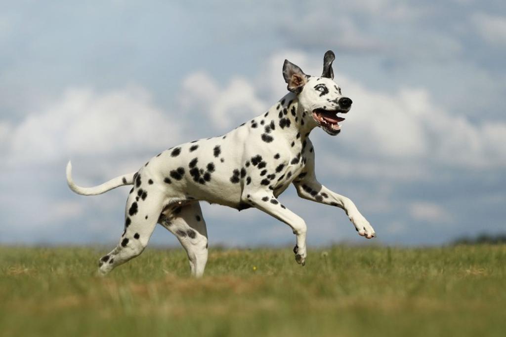 Dangerous Dogs Dalmatian Breed