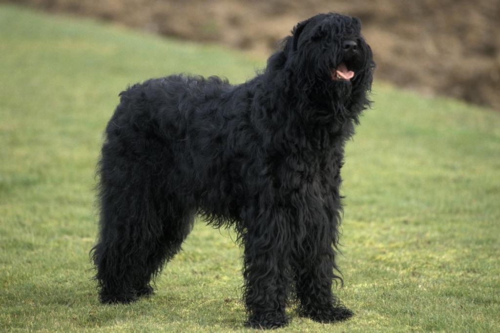 Dangerous Russian Black Terrier