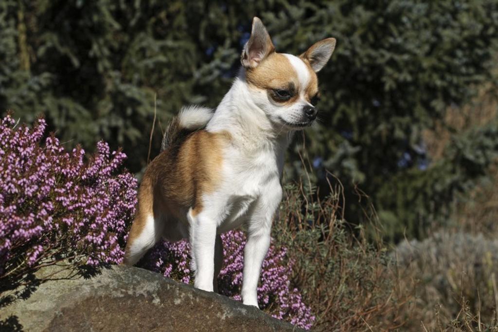 Chihuahua Dangerous Dog Breed