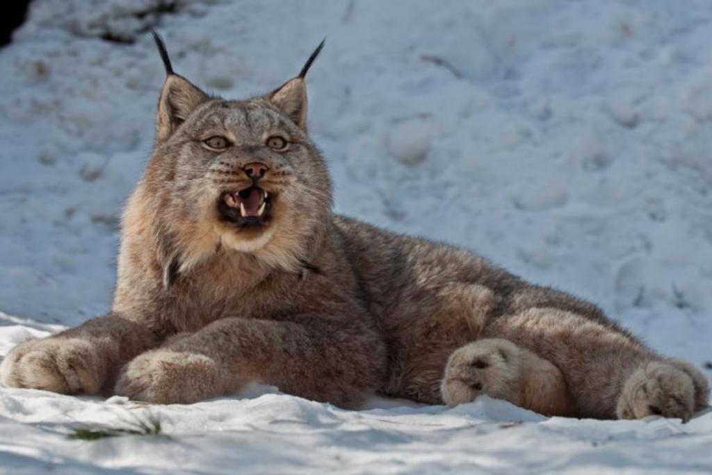 Dangerous Cats Canadian Lynx